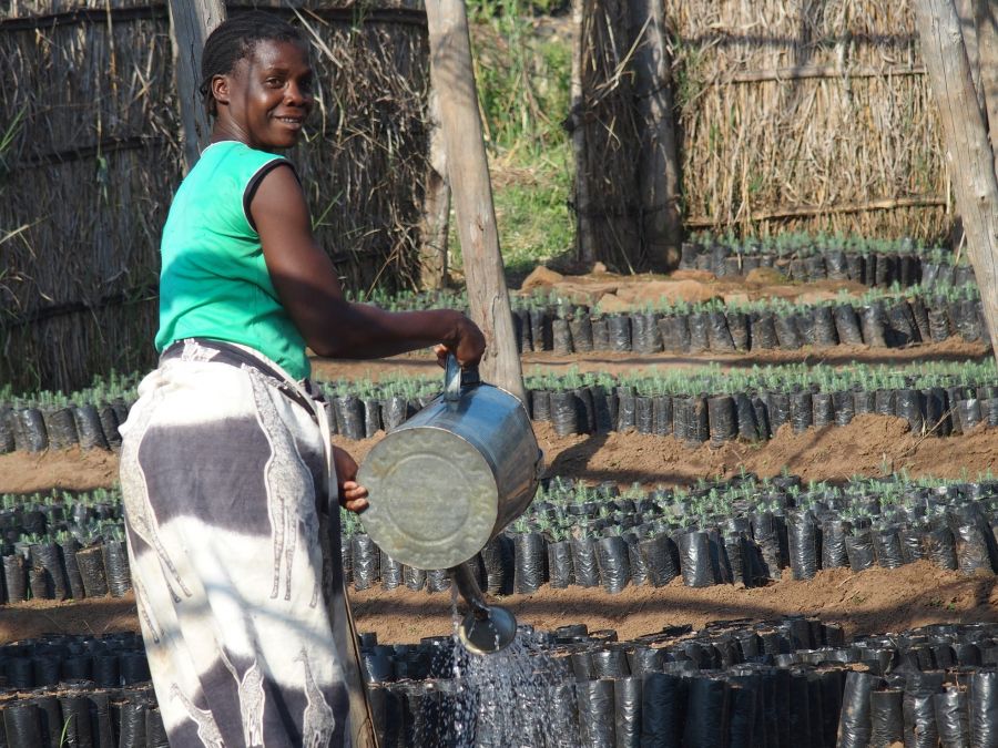 Woman watering WeForest seedlings in Nursery in Malawi