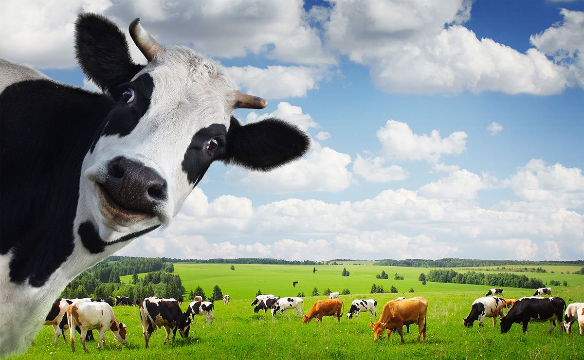 Koe is slecht voor het milieu